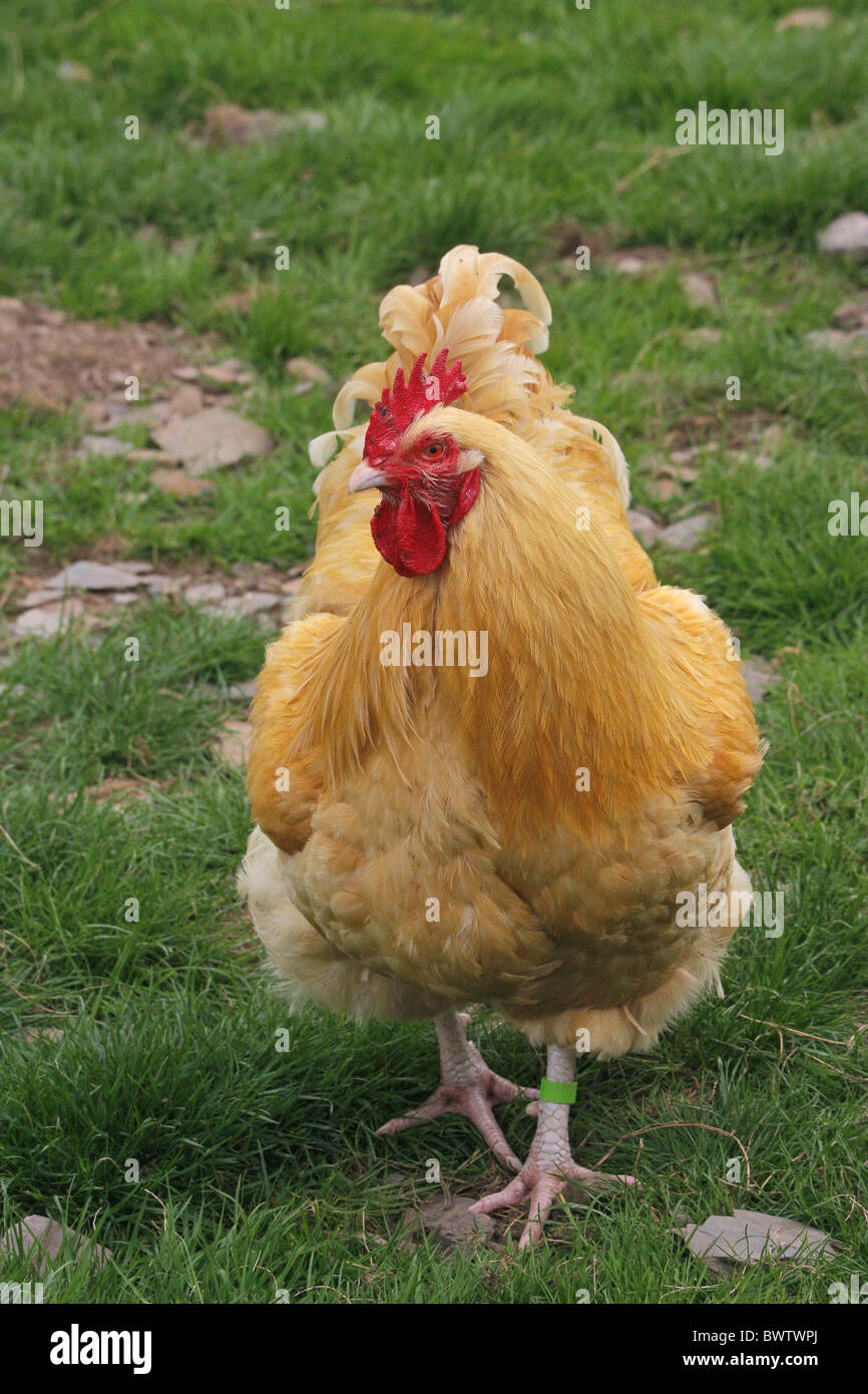 Domestic Chicken, Buff Orpington cockerel, standing on grass, England