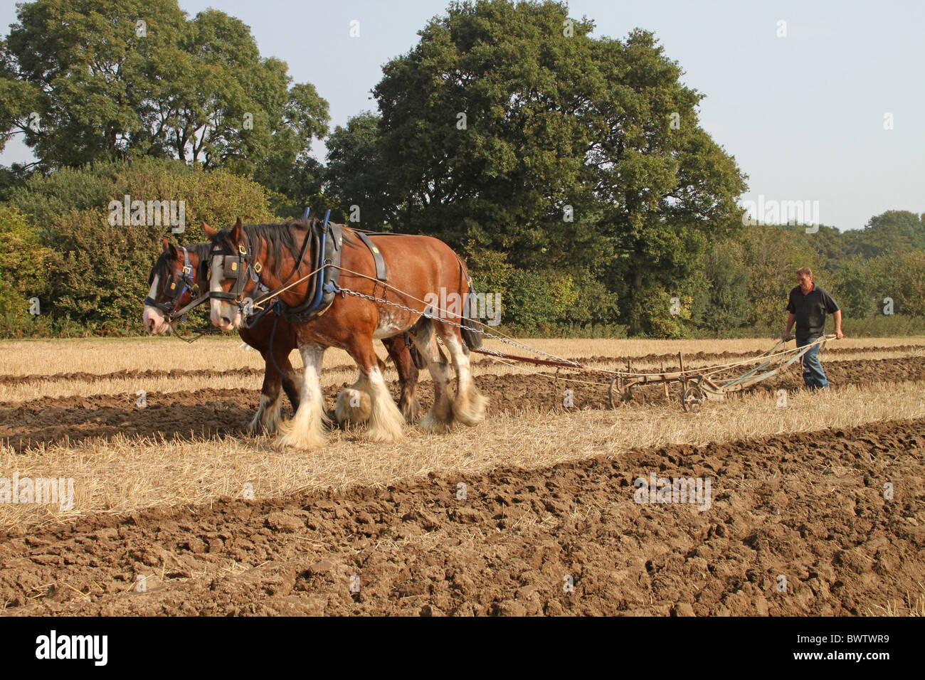 Ploughing Horses Stock Photos & Ploughing Horses Stock Images Alamy