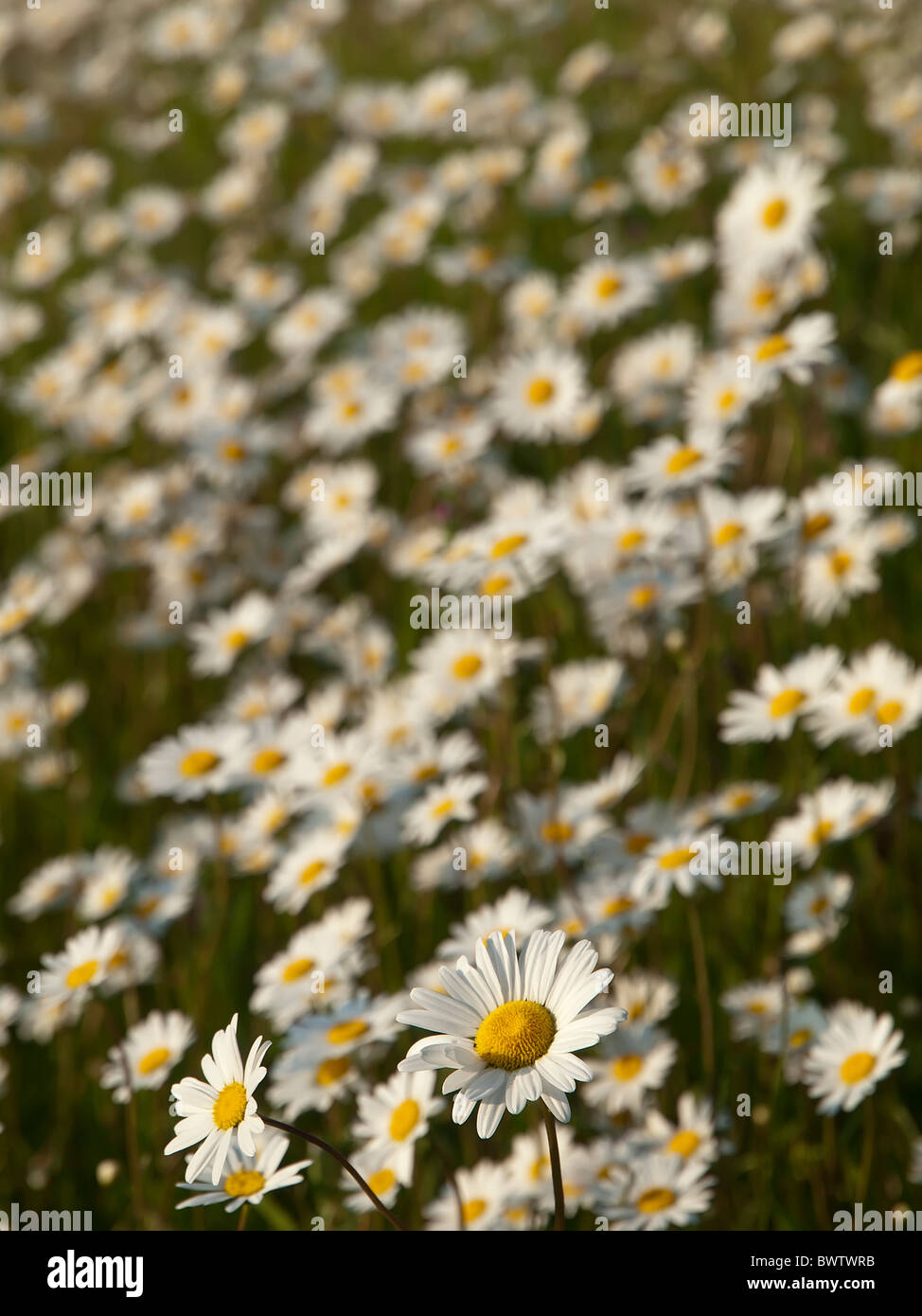 Ox-eye daisy Leucanthemum vulgare Stock Photo