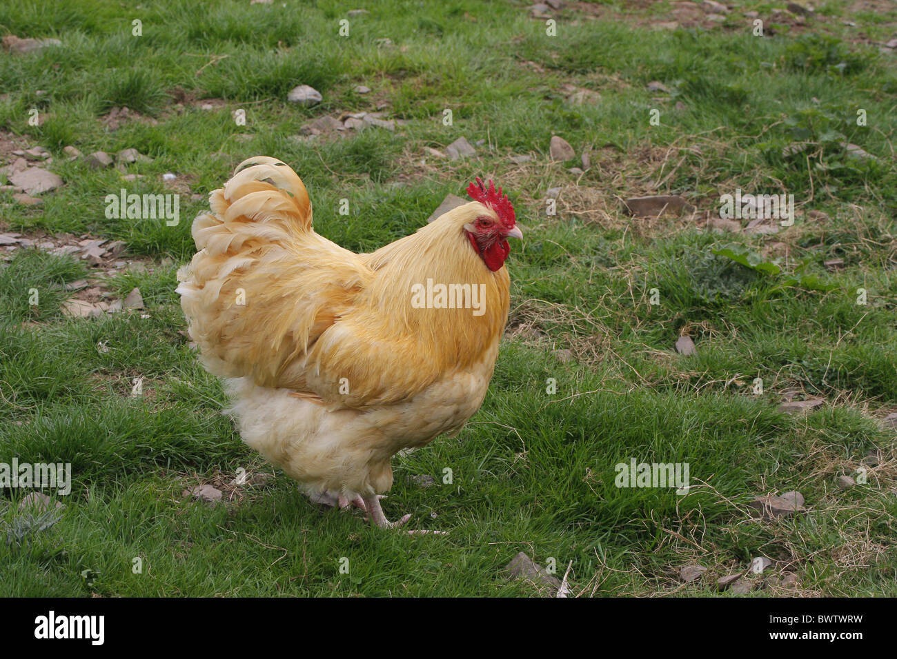 Domestic Chicken, Buff Orpington cockerel, standing on grass, England