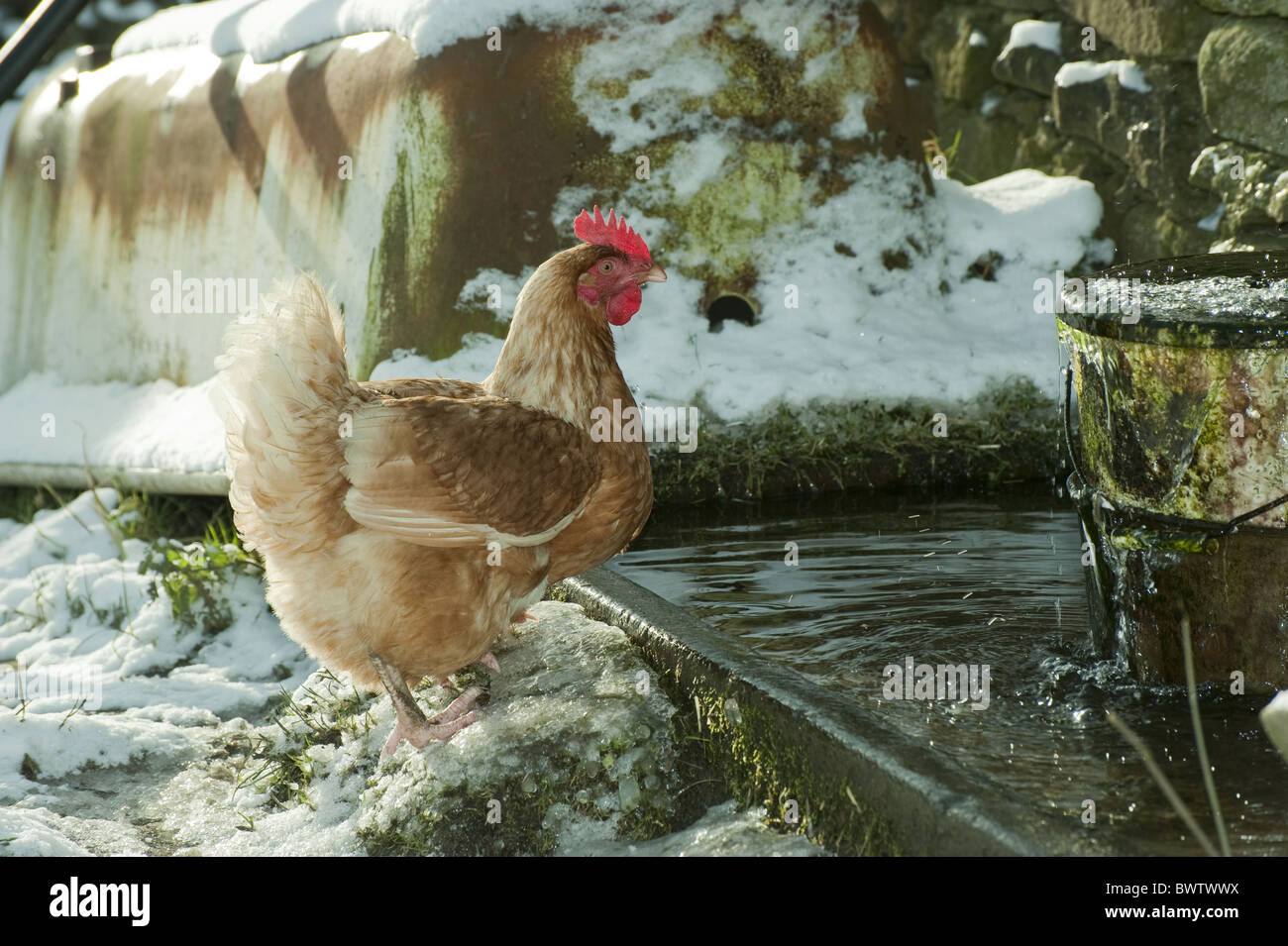Poultry farm chickens drinking water hires stock photography and