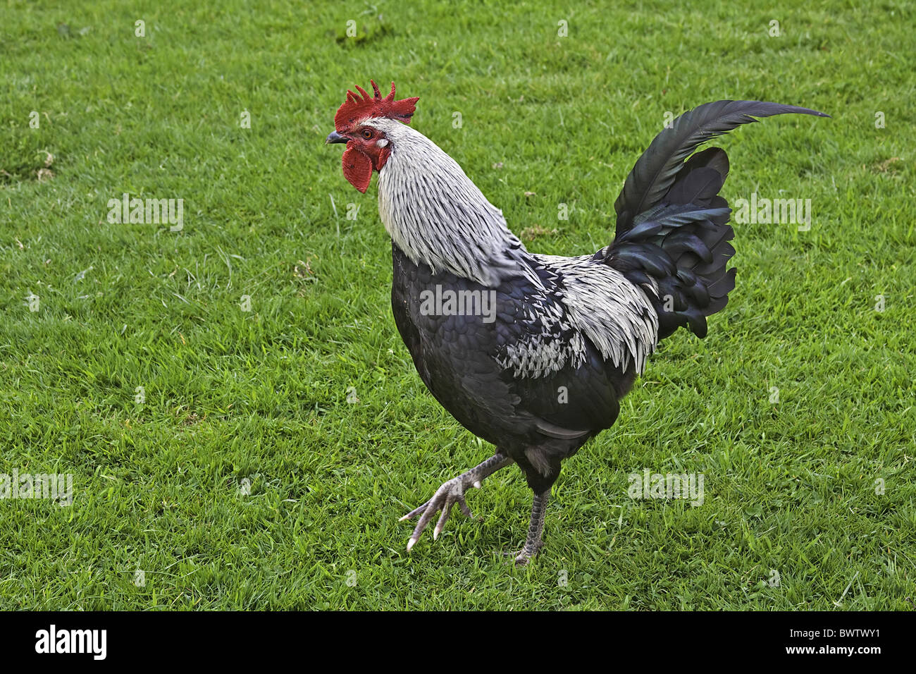 Domestic Chicken, Norfolk Grey, freerange cockerel, walking in field