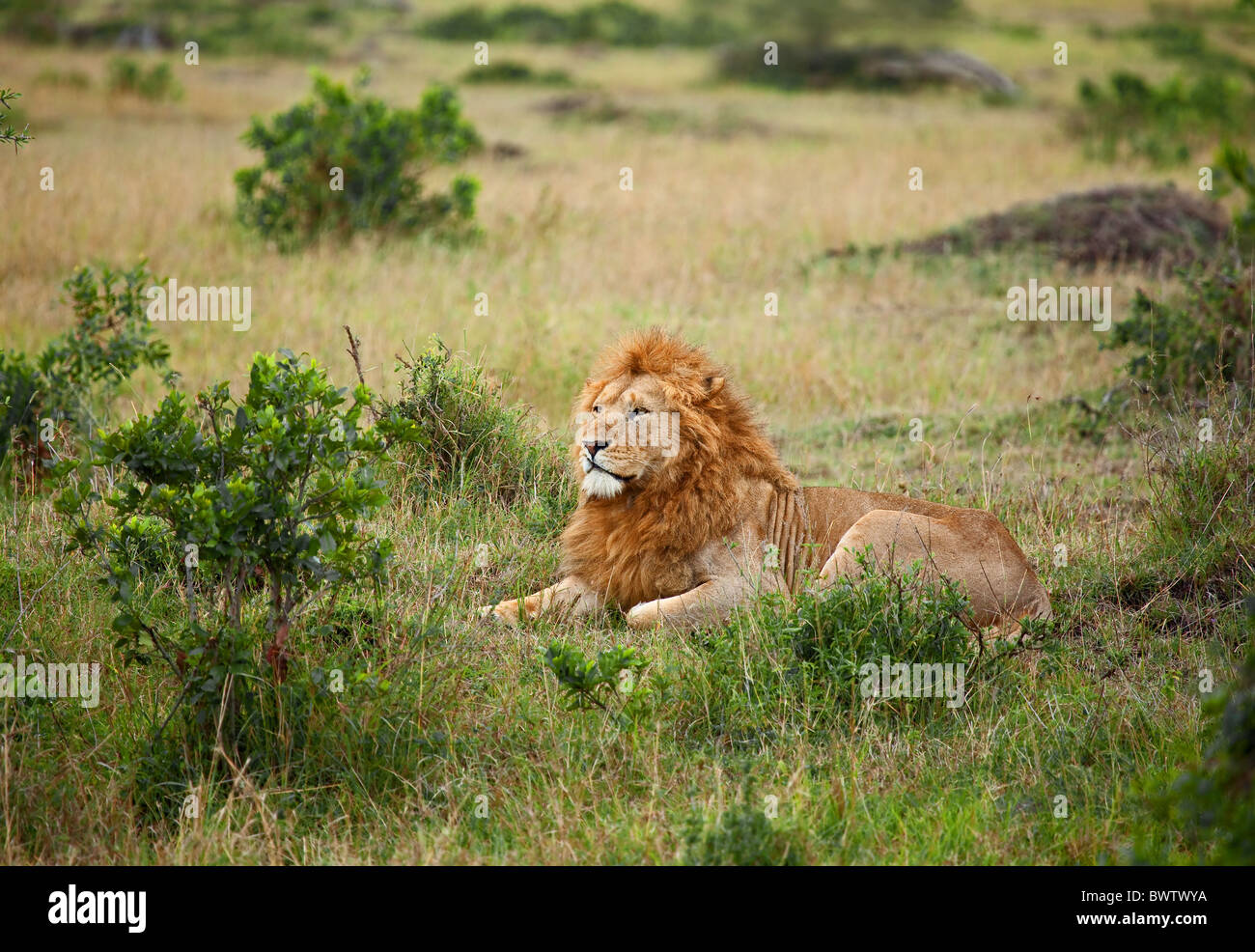 Masai hunter lion hi-res stock photography and images - Alamy