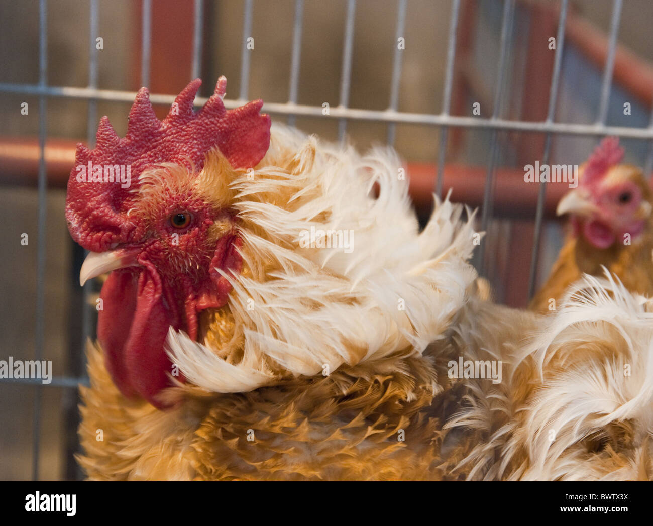 Domestic Chicken, Frizzled Japanese bantam, cockerel, close-up of head, in cage, England Stock Photo
