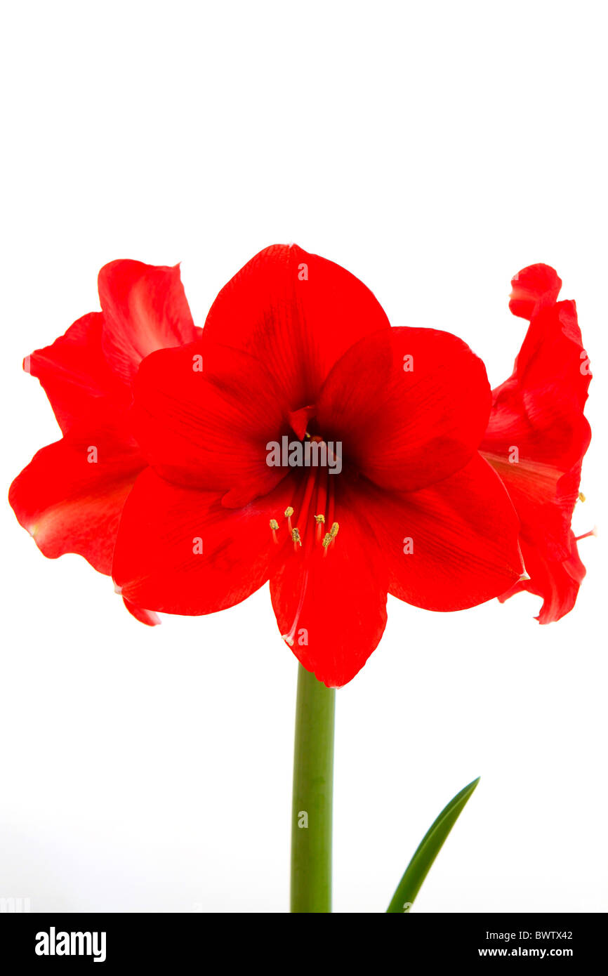 Red Amaryllis, Hippeastrum Stock Photo