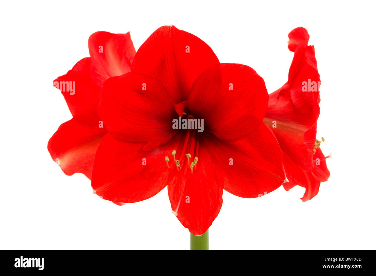 Red Amaryllis, Hippeastrum Stock Photo