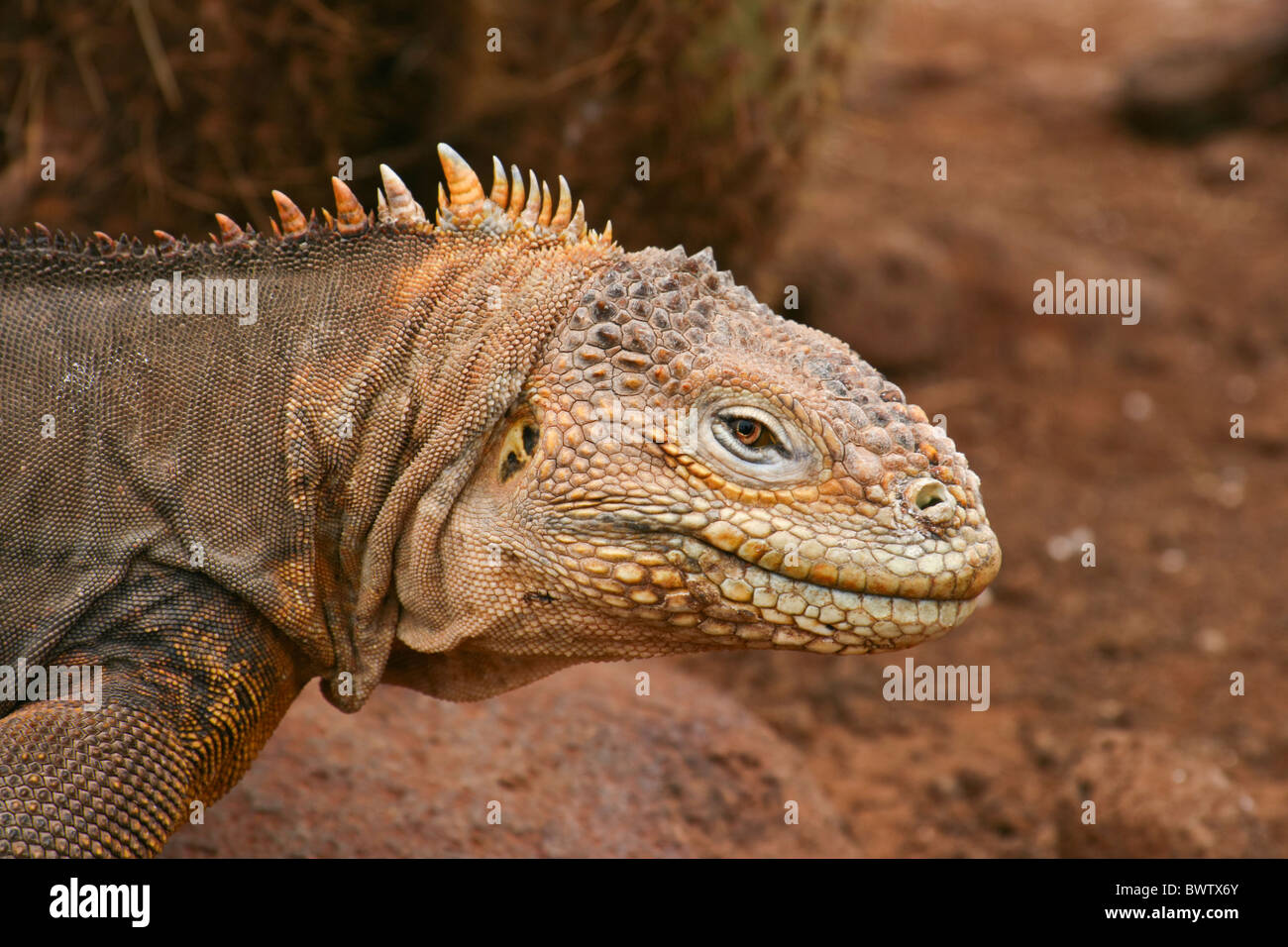 Galápagos Land Iguana in it's habitat. The brown-yellow scaly skin blends in perfectly with the iron-colored soil of Rabida Island. Stock Photo