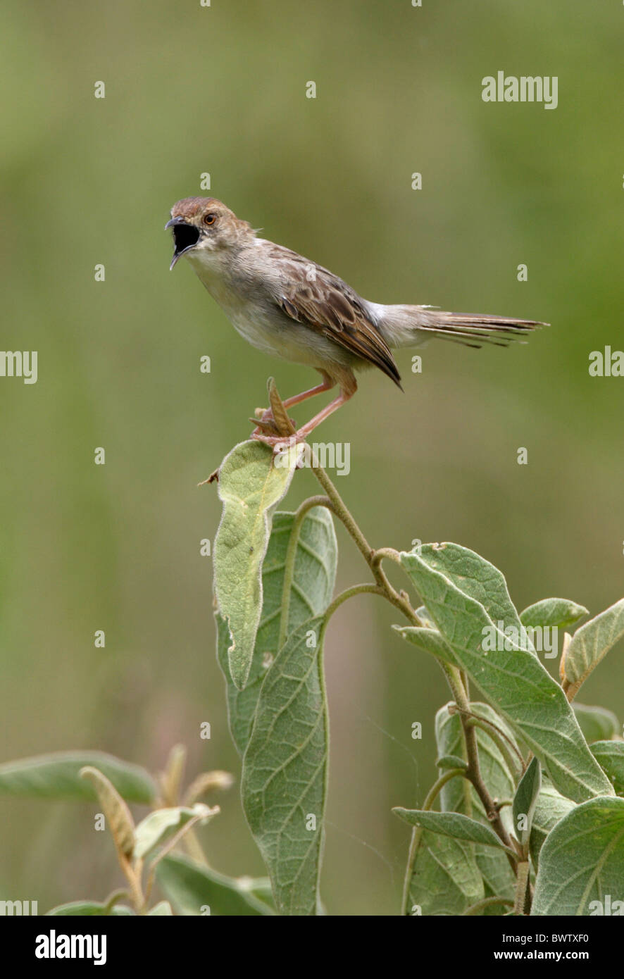 Rattling Cisticola (Cisticola chiniana) adult, singing, black gape