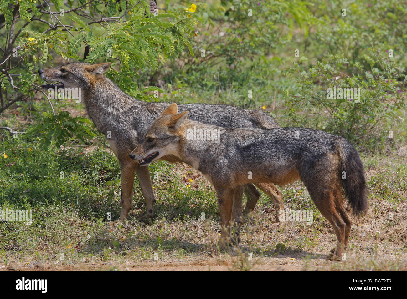 jackal jackals "golden jackal" "common jackal" africa african asia asian  mammal mammals animal animals wildlife nature Stock Photo - Alamy