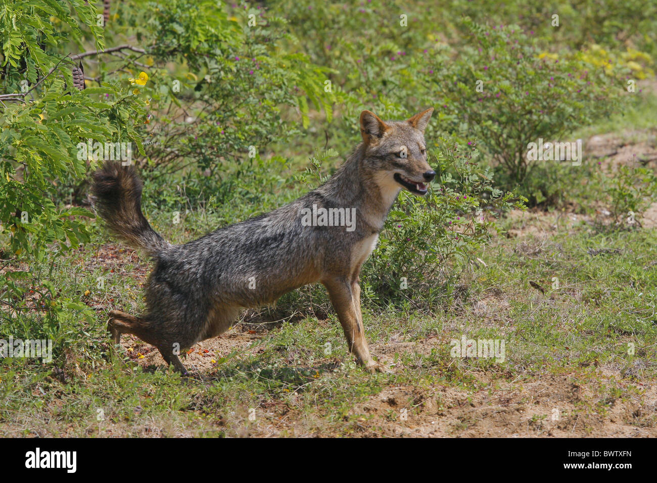 jackal jackals "golden jackal" "common jackal" africa african asia ... Biology Diagrams