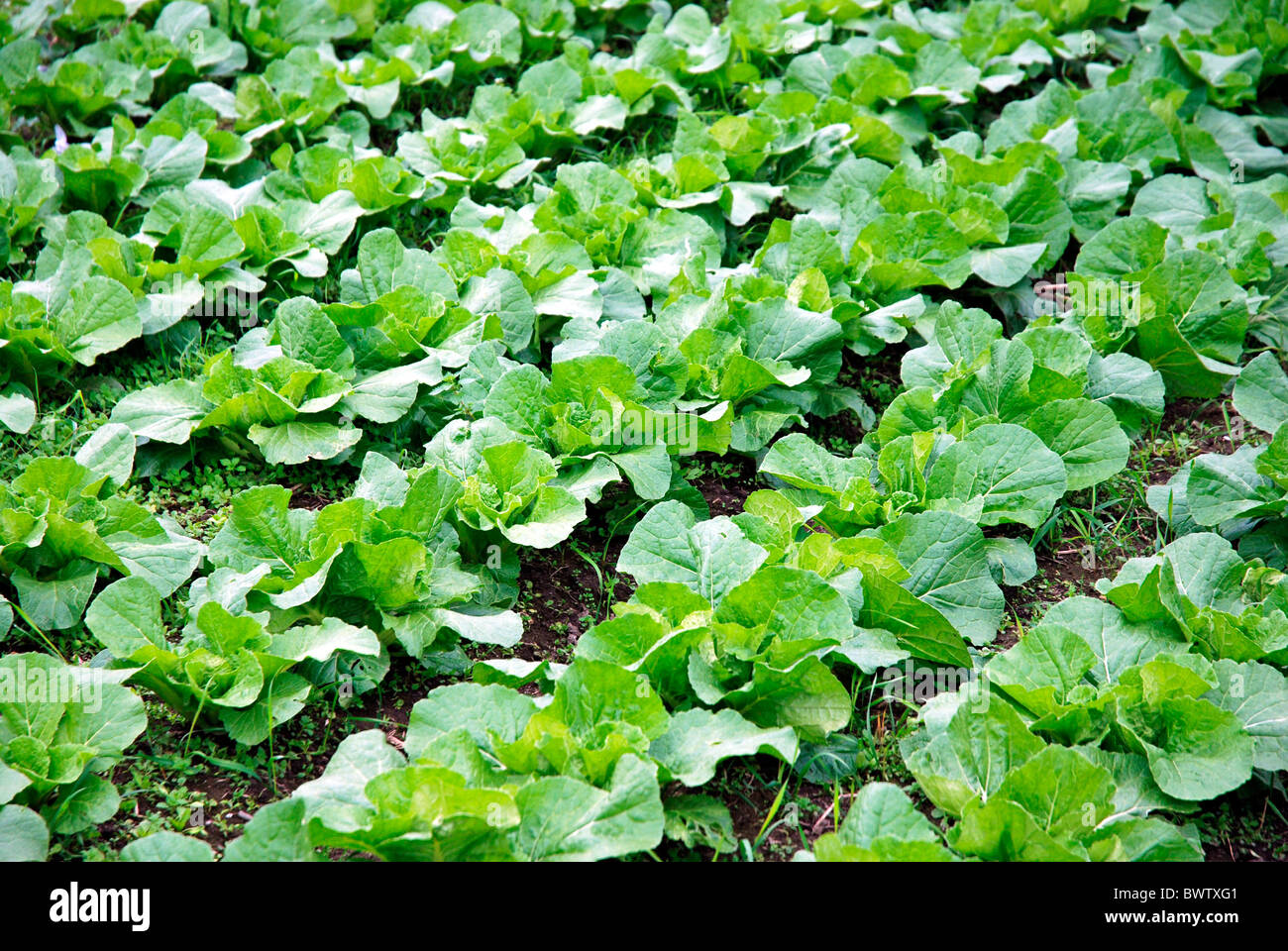 Lettuce Germany Europe Europe Appetizing biology Delicate German food fit Fresh garden salad vegetables v Stock Photo