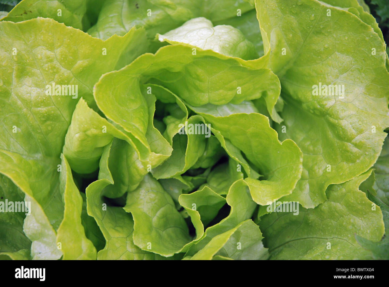 Lettuce Germany Europe Europe Appetizing biology Delicate German food fit Fresh garden salad vegetables v Stock Photo