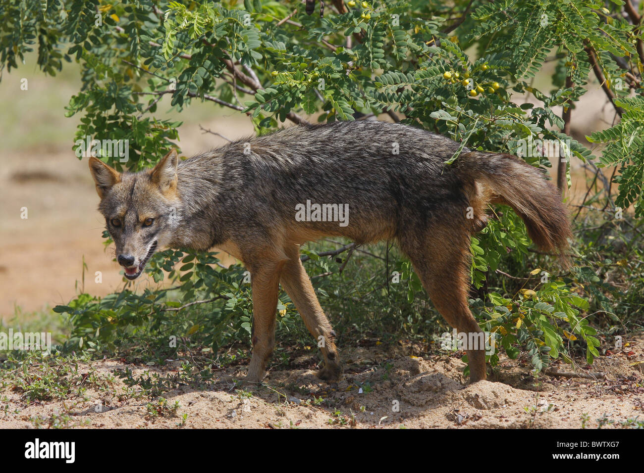 jackal jackals "golden jackal" "common jackal" africa african asia ... Biology Diagrams