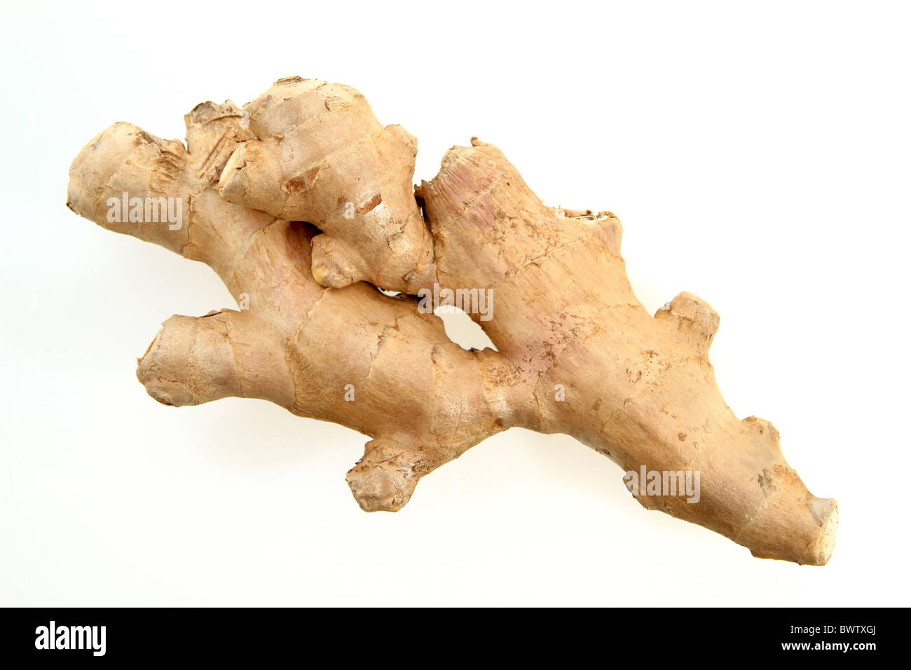 Ginger (Zingiber officinale) Stock Photo