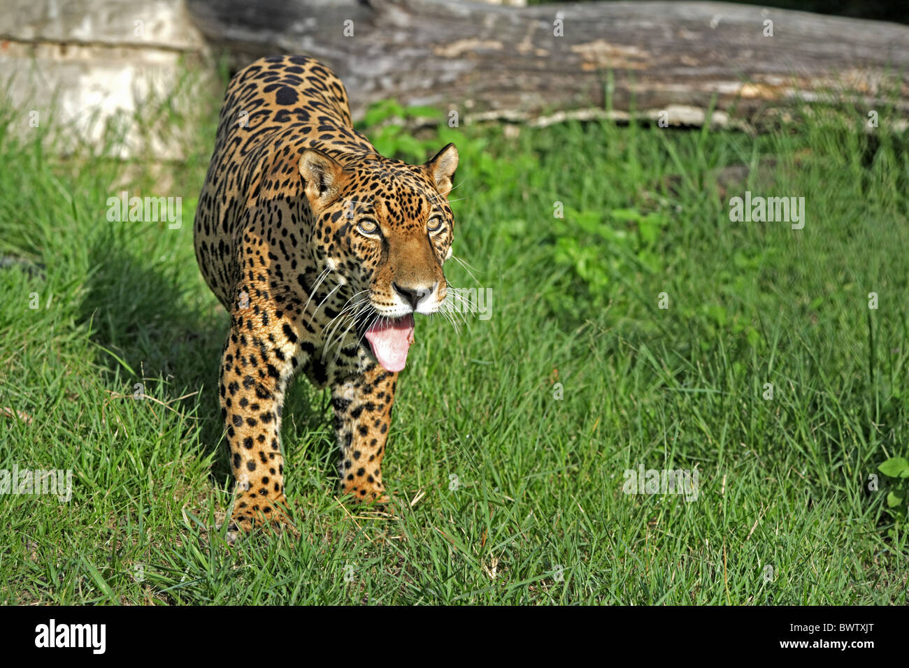 maennlich - male jaguar jaguars cat cats "central america" "central american" "south america" "south american" felid felidae Stock Photo