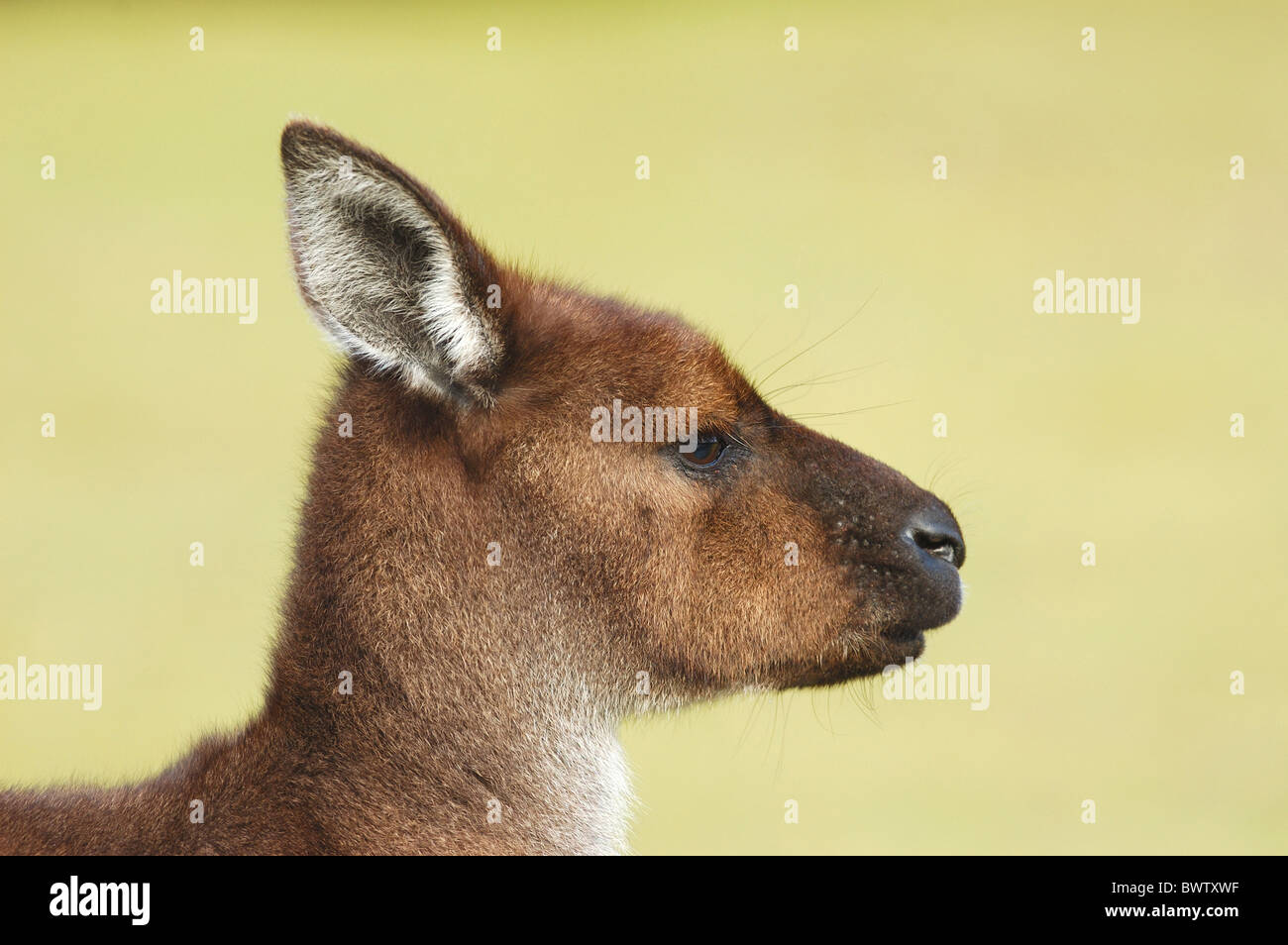 Western Grey Kangaroo (Macropus fuliginosus fuliginosus) adult, close-up of head, Flinders Chase N.P., Kangaroo Island, Stock Photo