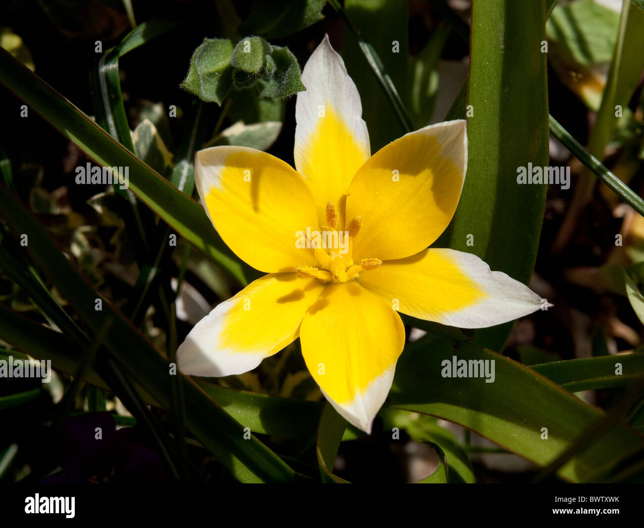 Tulipa tarda early spring flower, flowering in the UK Stock Photo