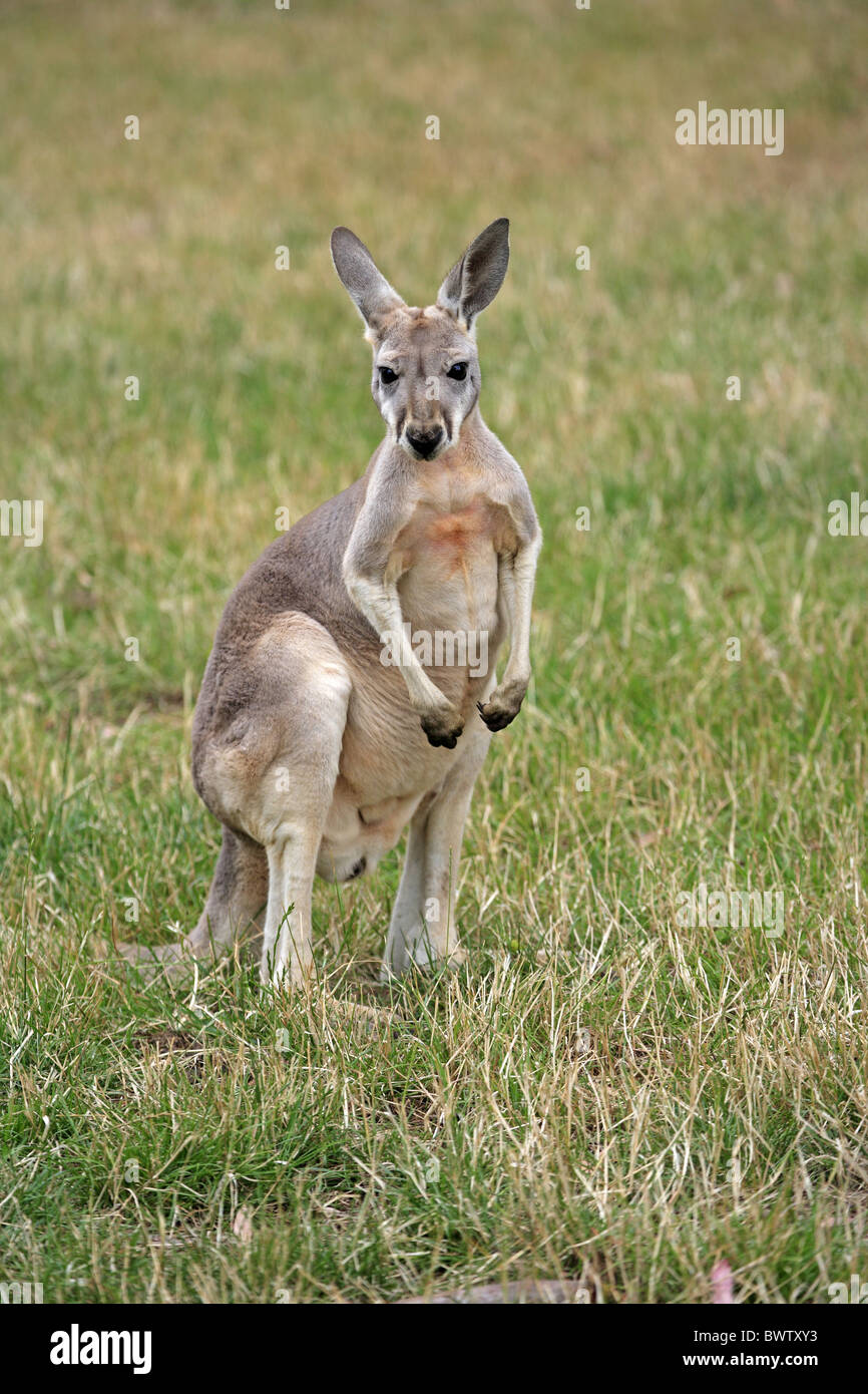 Kangaroos femme hot sale