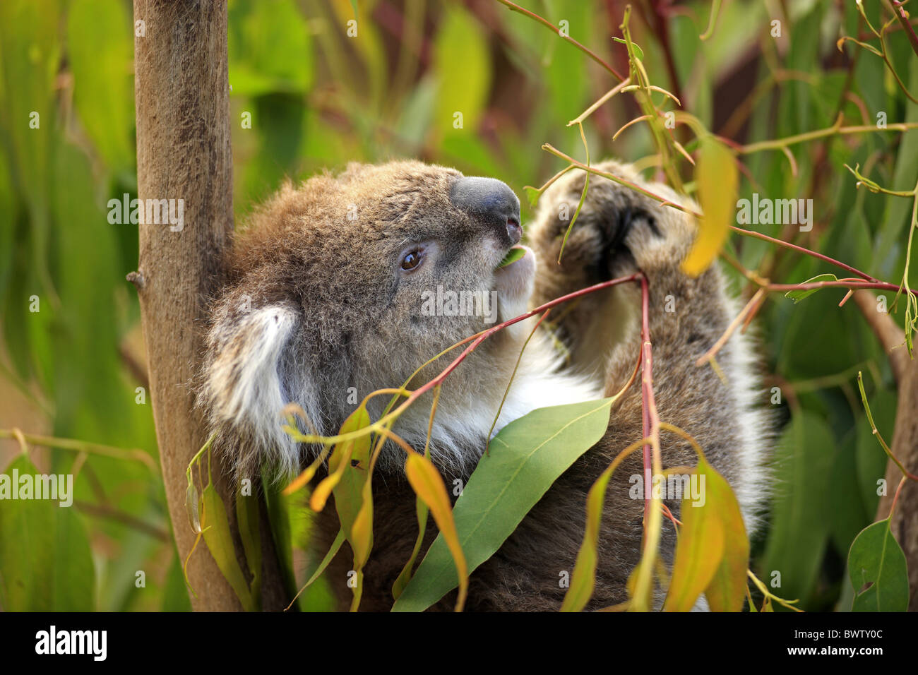 auf Baum - on tree fressend - feeding Portrait - close up koala koalas australia australian australasia australasian marsupial Stock Photo