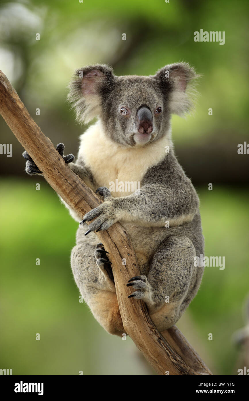 auf Baum - on tree koala koalas australia australian australasia australasian marsupial marsupials mammal mammals animal Stock Photo