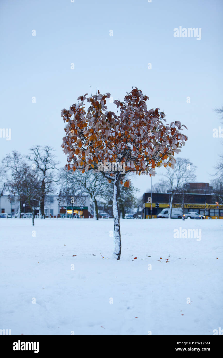 A solitary tree in a snowy field, plumstead common orange leaves Stock ...