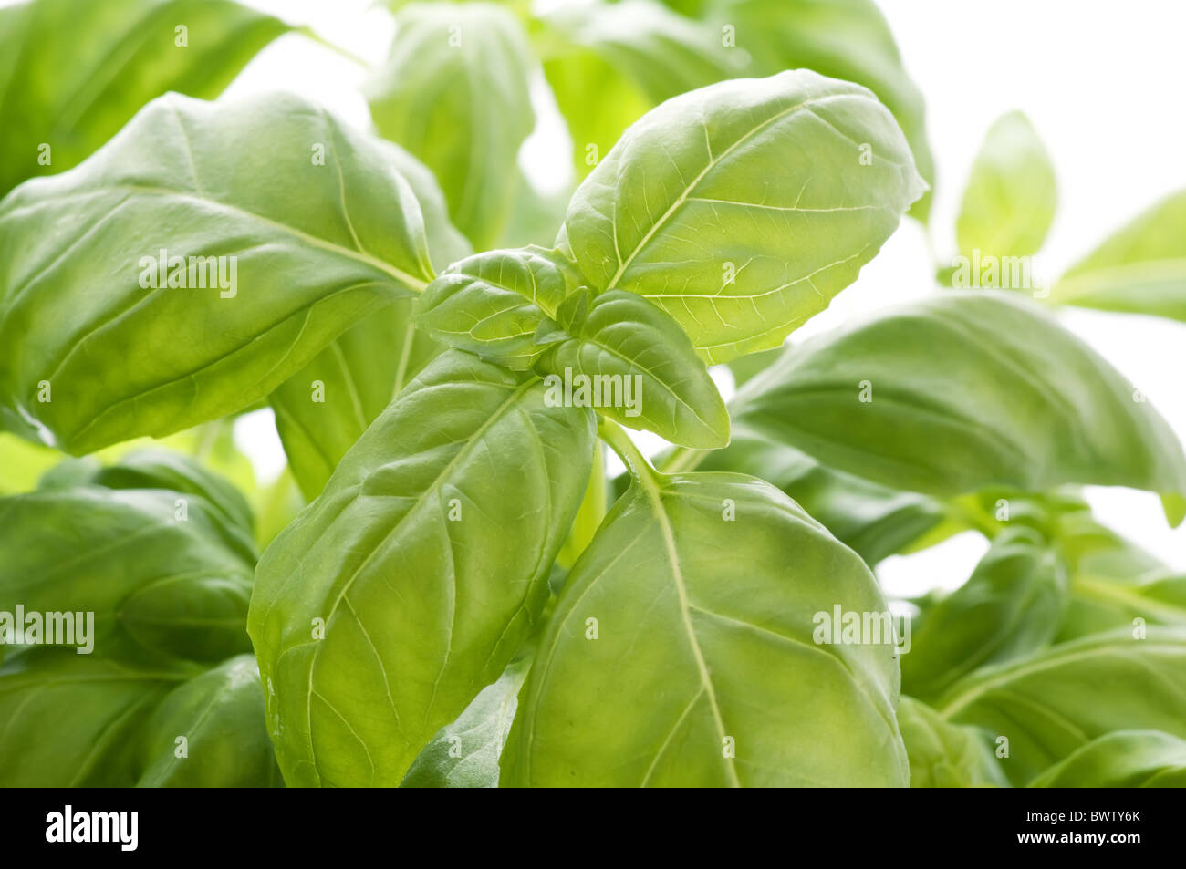 Basil leaves as closeup on white background Stock Photo