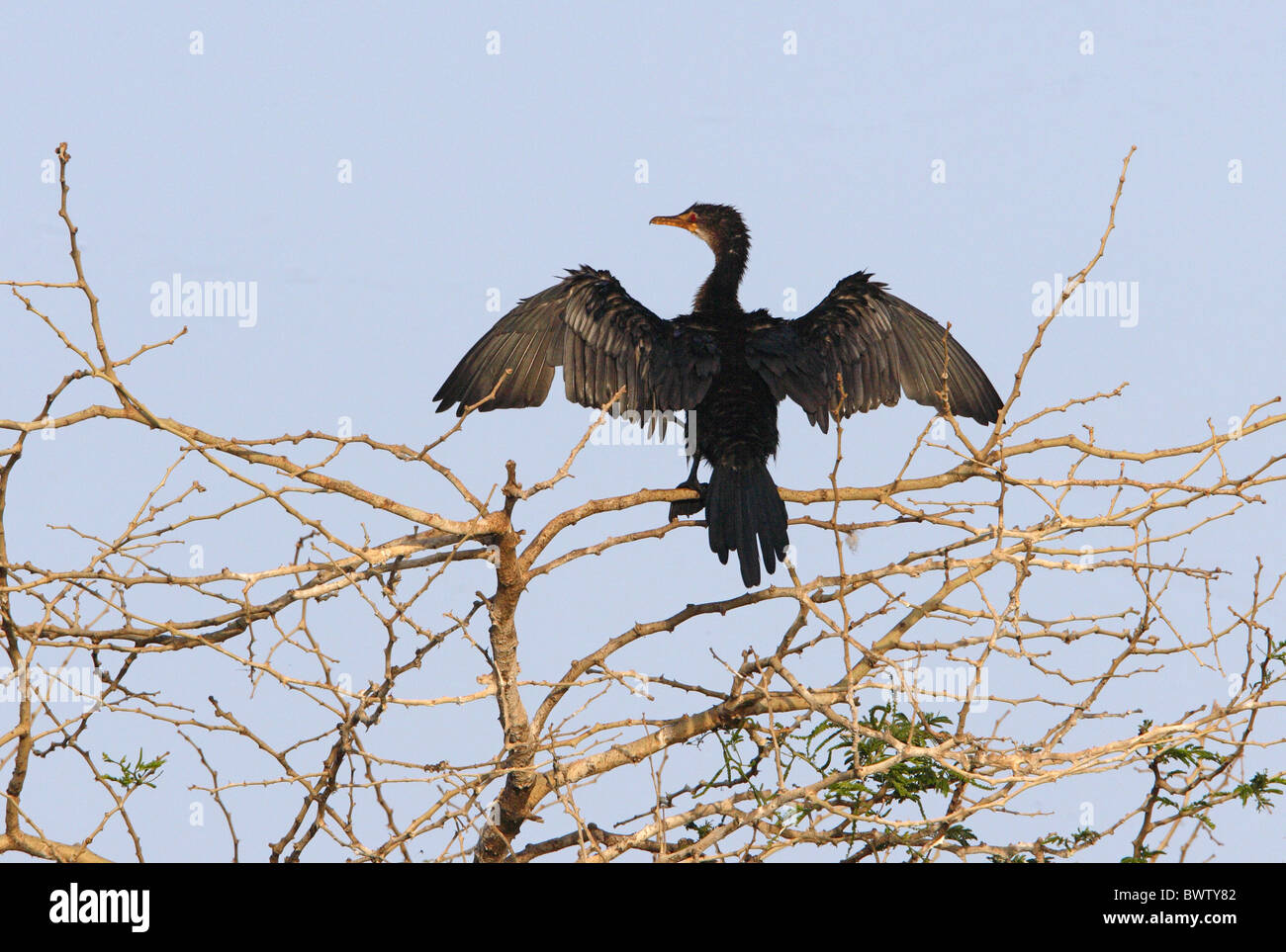 Long tailed Cormorant Phalacrocorax africanus Stock Photo