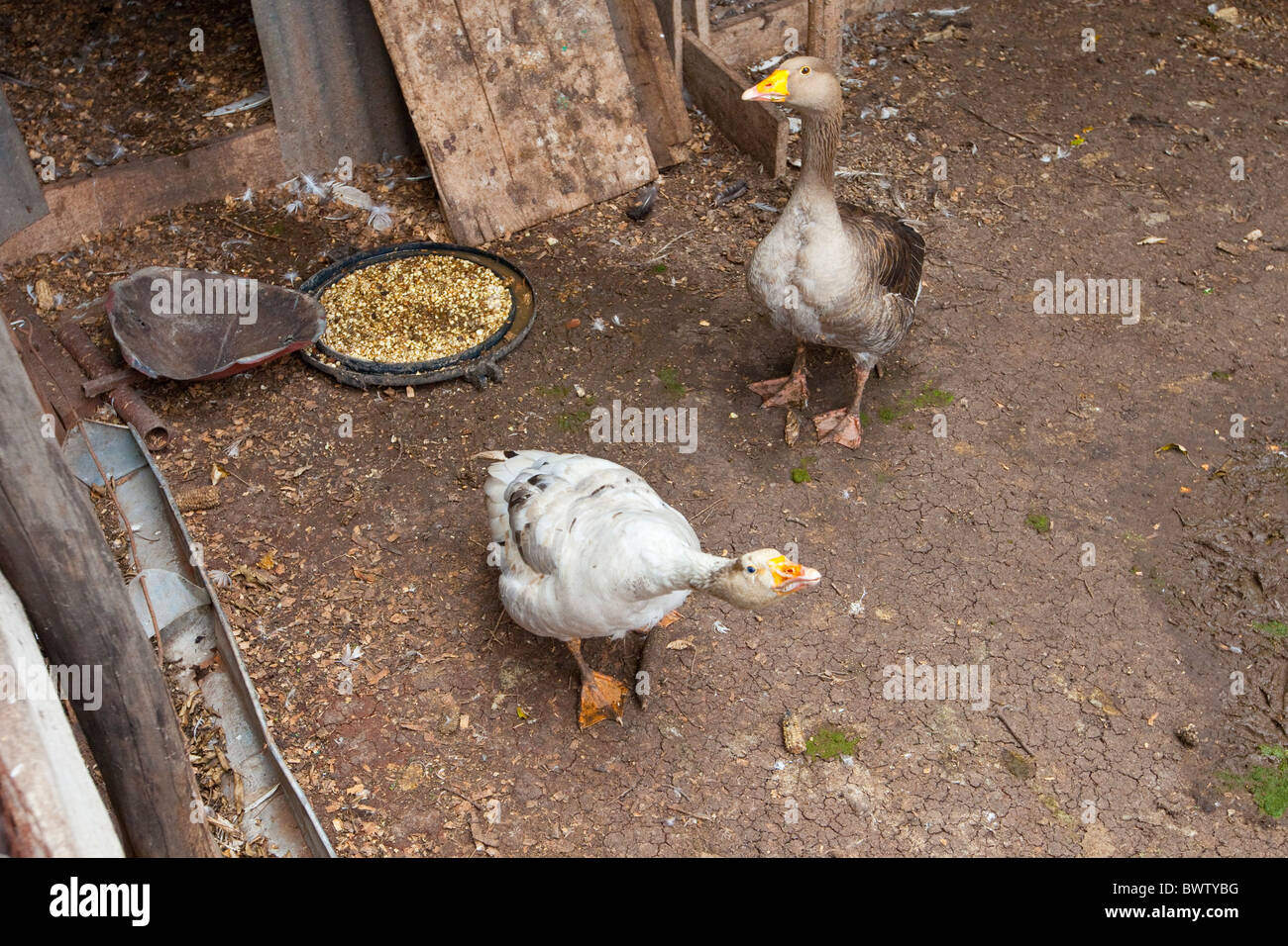 Goose pens, Maji Mazuri Centre, Nairobi, Kenya Stock Photo