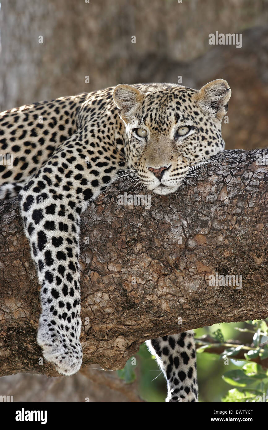 leopard leopards cat cats africa african carnivore carnivores predator