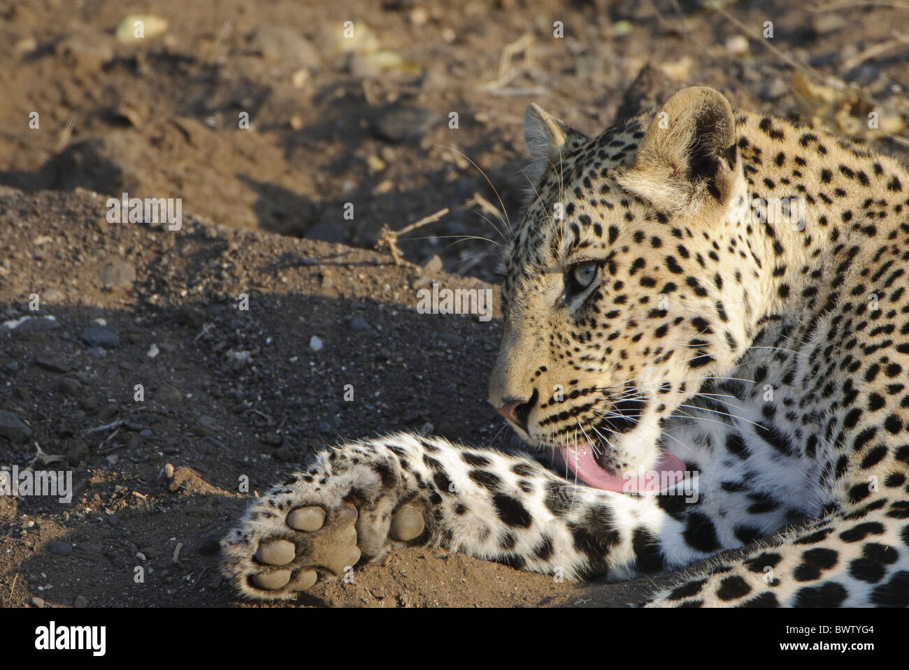 arid block botswana clean dry groom leopard lick mashatu pantera pardus  reserve tuli walk leopard leopards cat cats africa Stock Photo - Alamy
