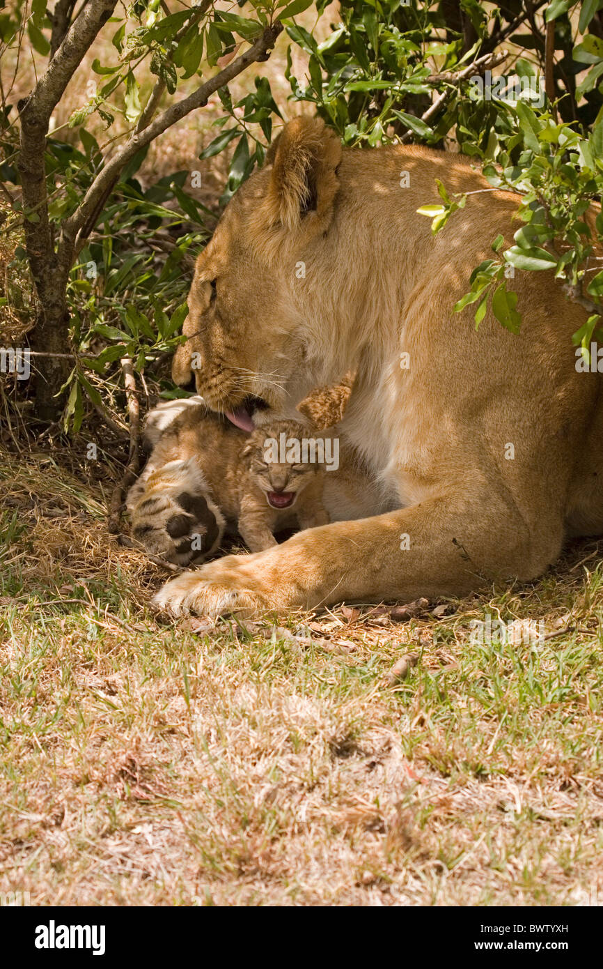 animals mammals cats big cats Masai Mara Kenya Africa African lion Panthera Panthera leo young cubs baby babies mother and baby Stock Photo