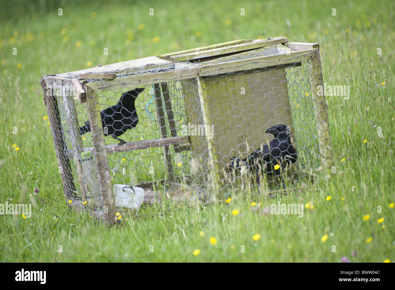 Carrion Crow (Corvus corone) two adults, in larsen trap, pest control on farm, England, june Stock Photo
