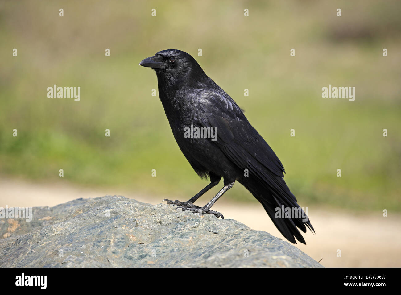 American Crow (Corvus brachyhynchos) adult, standing on rock ...