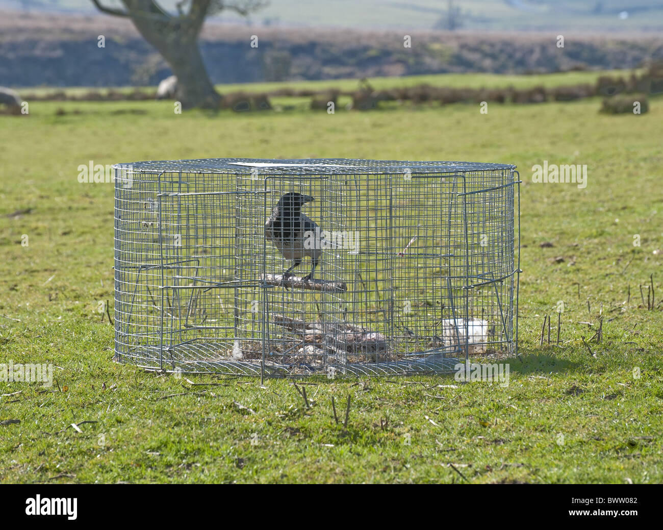 Hooded Crow (Corvus corone cornix) adult, caught in larsen trap, Lancashire, England, spring Stock Photo