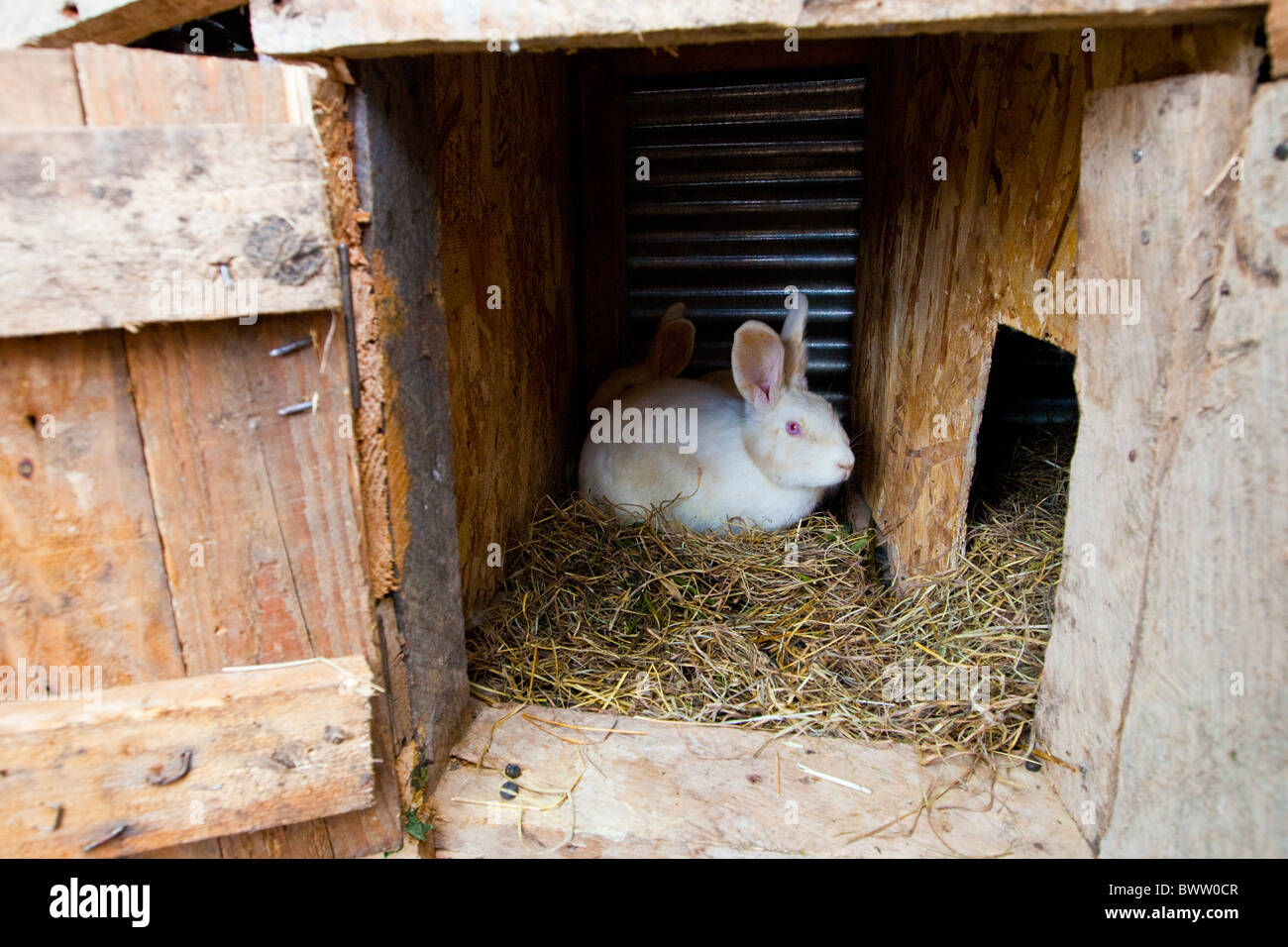 Rabbit hutches, Maji Mazuri Centre, Nairobi, Kenya Stock Photo