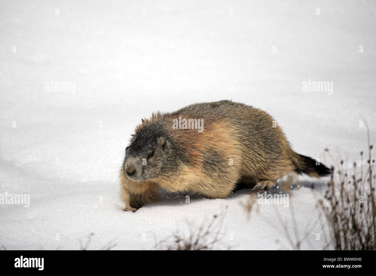 laufend - walking - running marmot marmots 'ground squirrel' 'ground squirrels' rodent rodents herbivore herbivores mammal Stock Photo