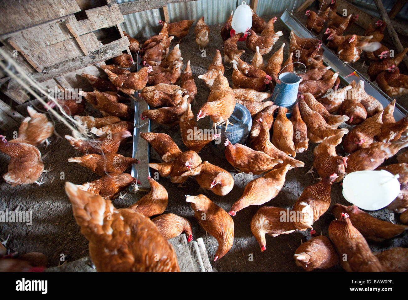 Chicken coops, Maji Mazuri Centre, Nairobi, Kenya Stock Photo Alamy