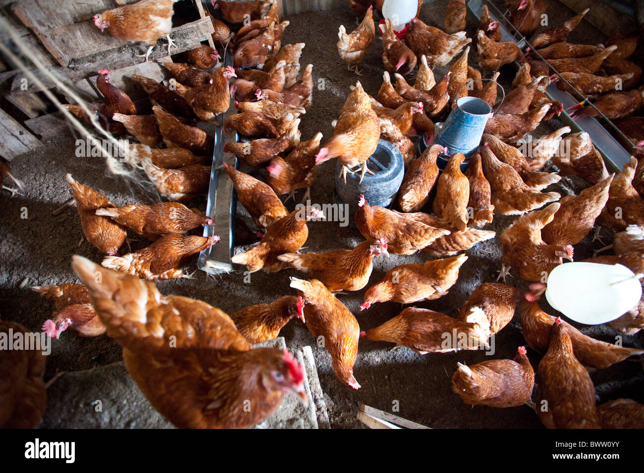 Chicken farm africa hires stock photography and images Alamy
