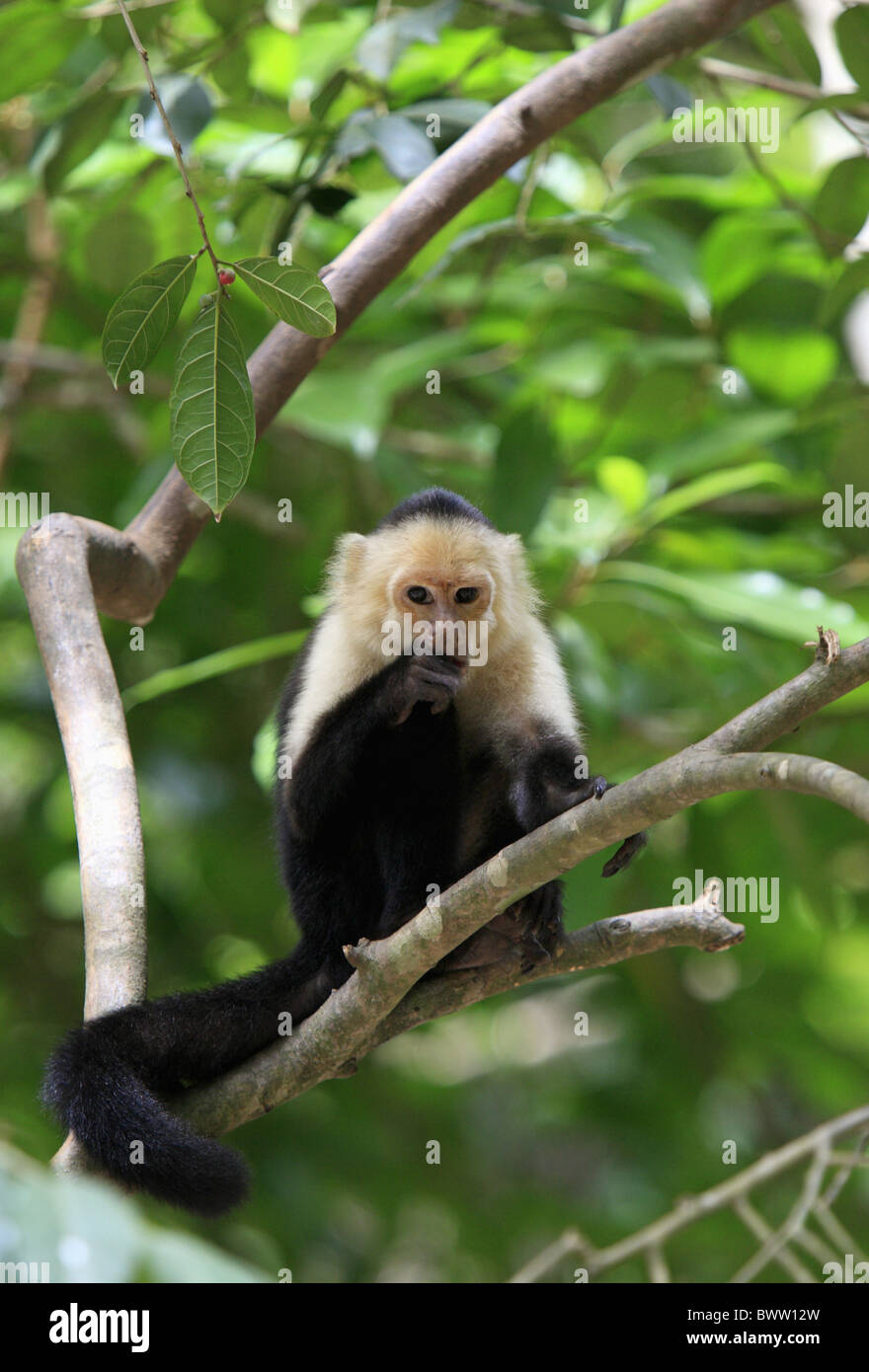 auf Baum on tree maennlich male monkey monkeys primate primates