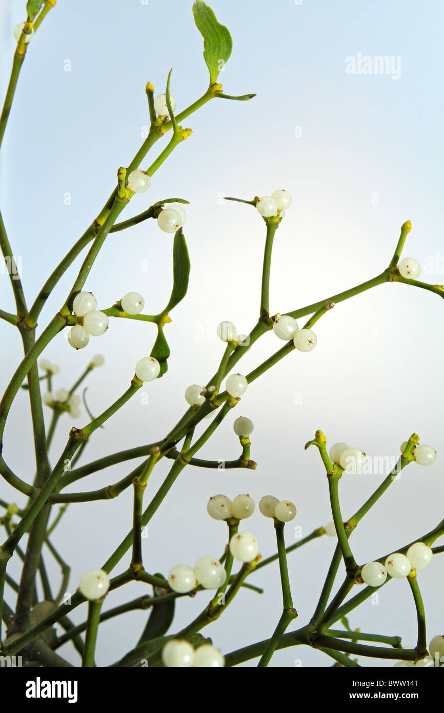 Mistletoe Stock Photo