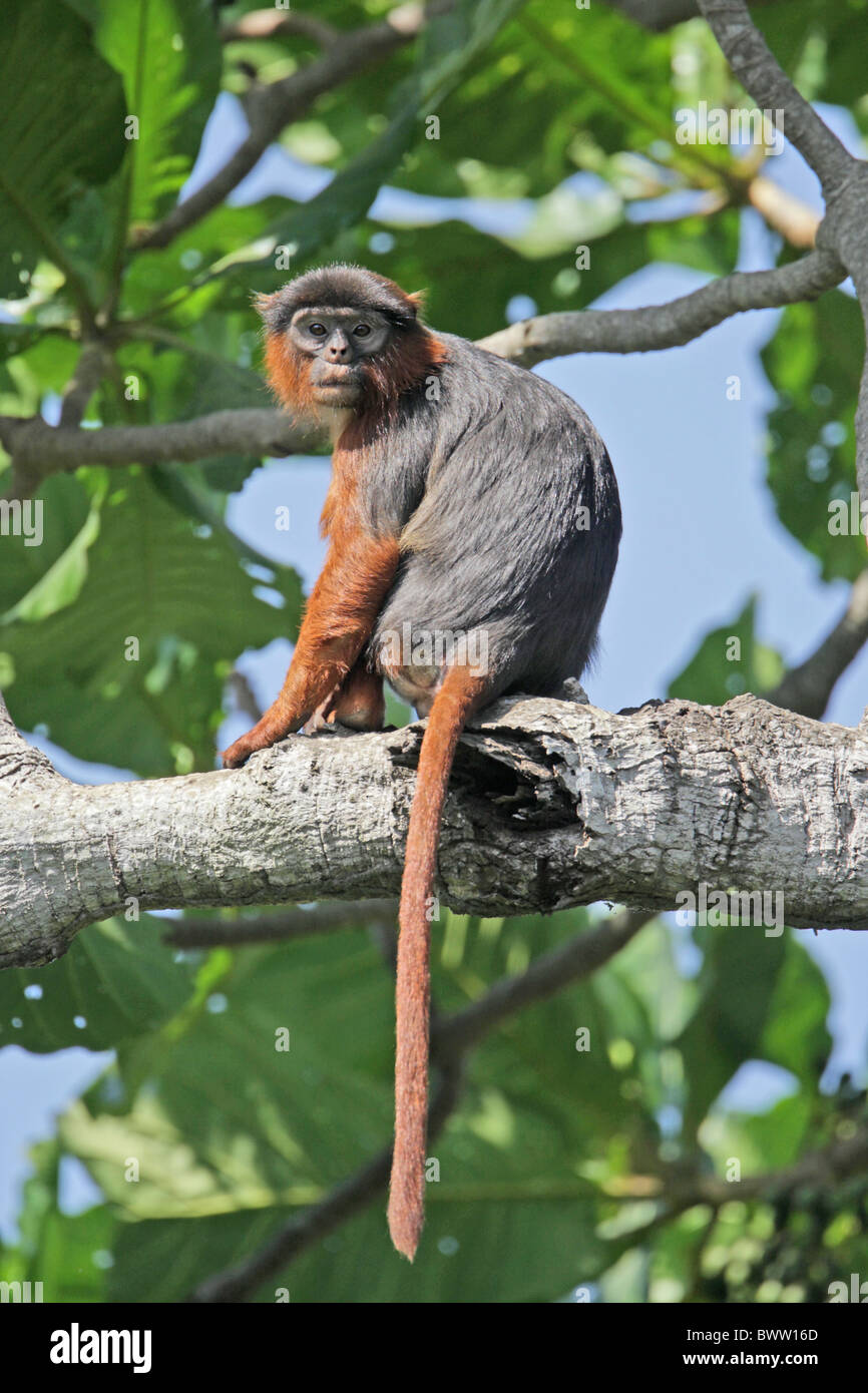 monkey monkeys primate primates mammal mammals animal animals africa