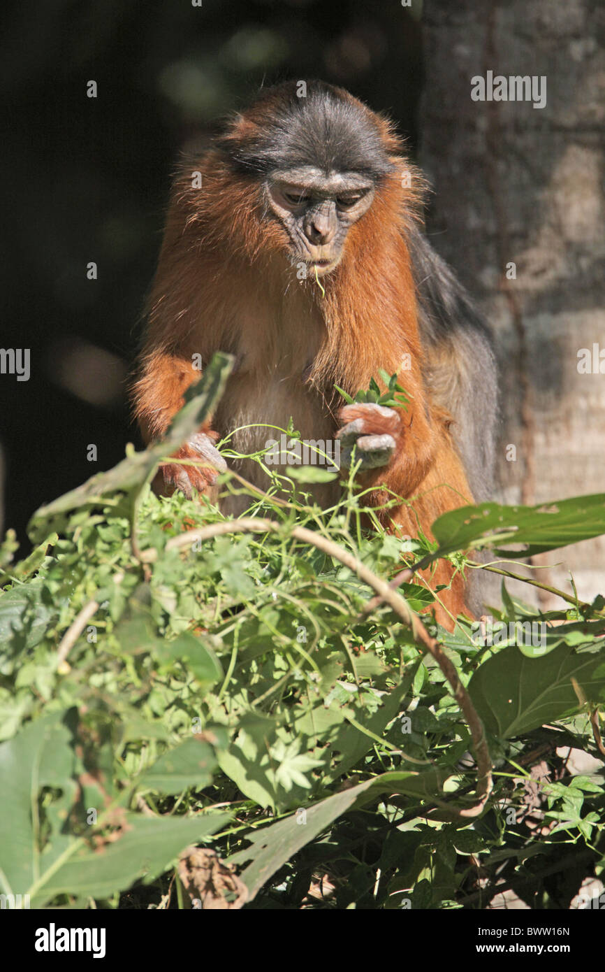 monkey monkeys primate primates mammal mammals animal animals africa