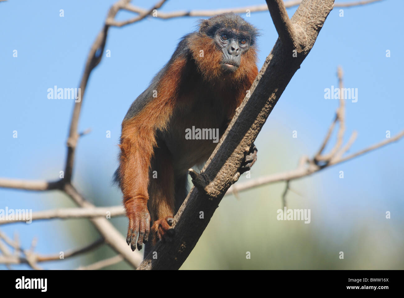 monkey monkeys primate primates mammal mammals animal animals africa