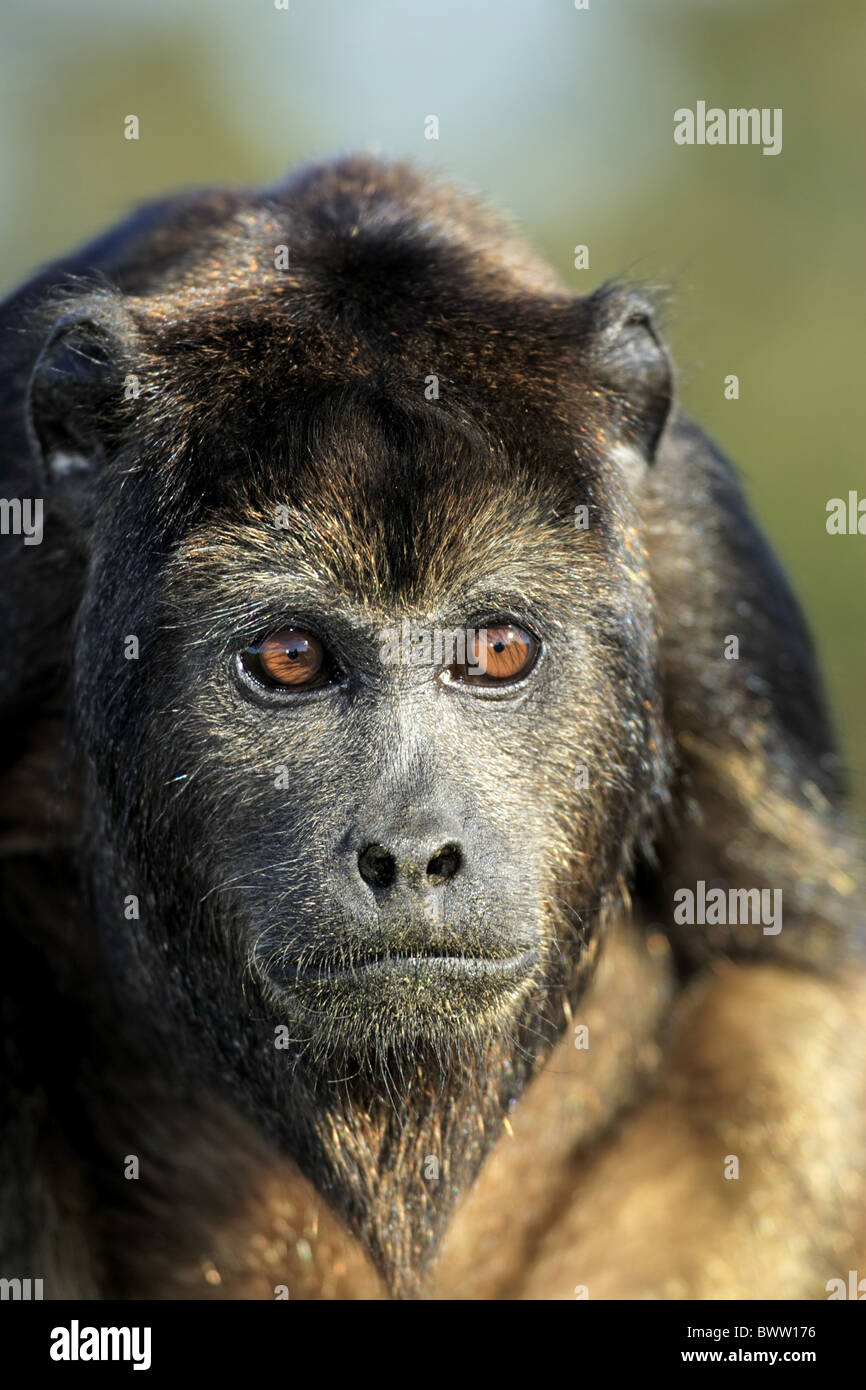 halberwachsenes Jungtier subadult Portrait monkey monkeys primate