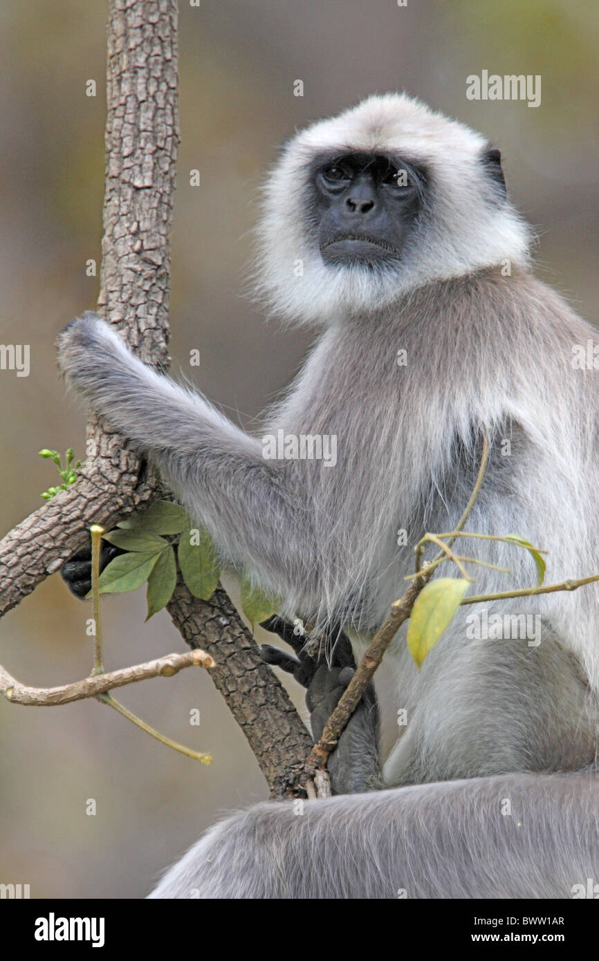 adult Hanuman monkey monkeys primate primates mammal mammals animal