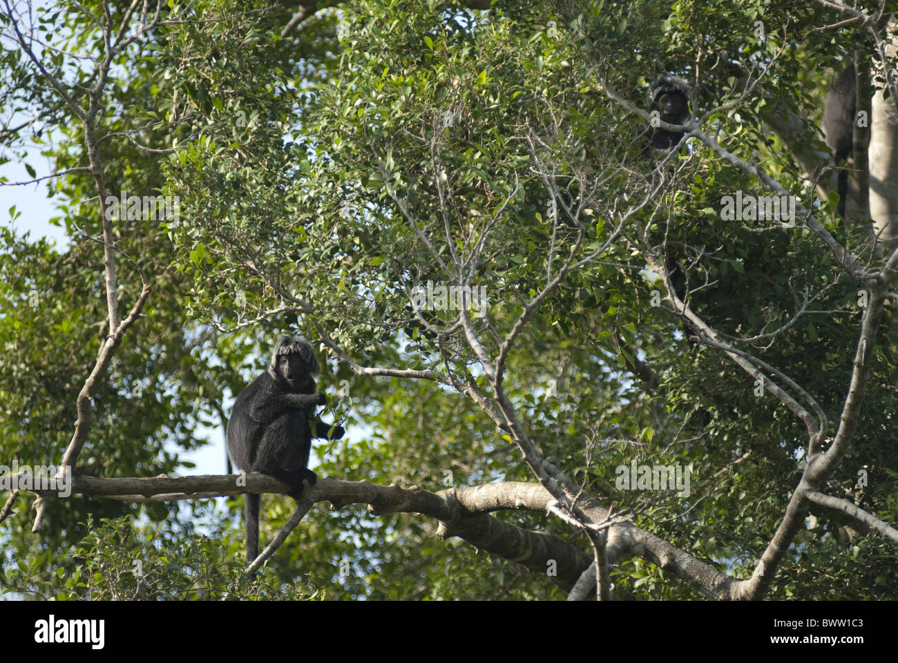 Spangled javan langur hi-res stock photography and images - Alamy