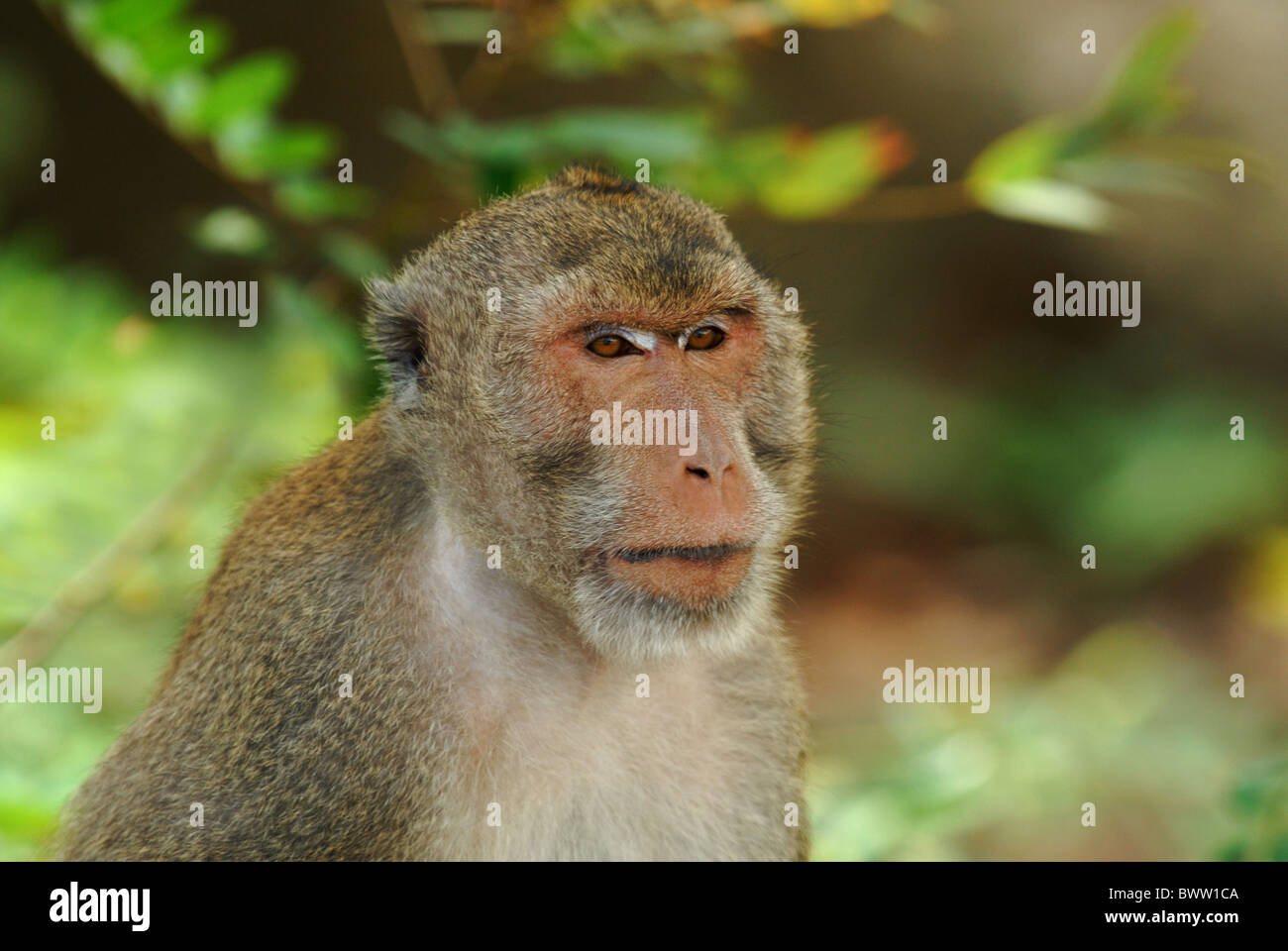 monkey monkeys primate primates mammal mammals animal animals "long