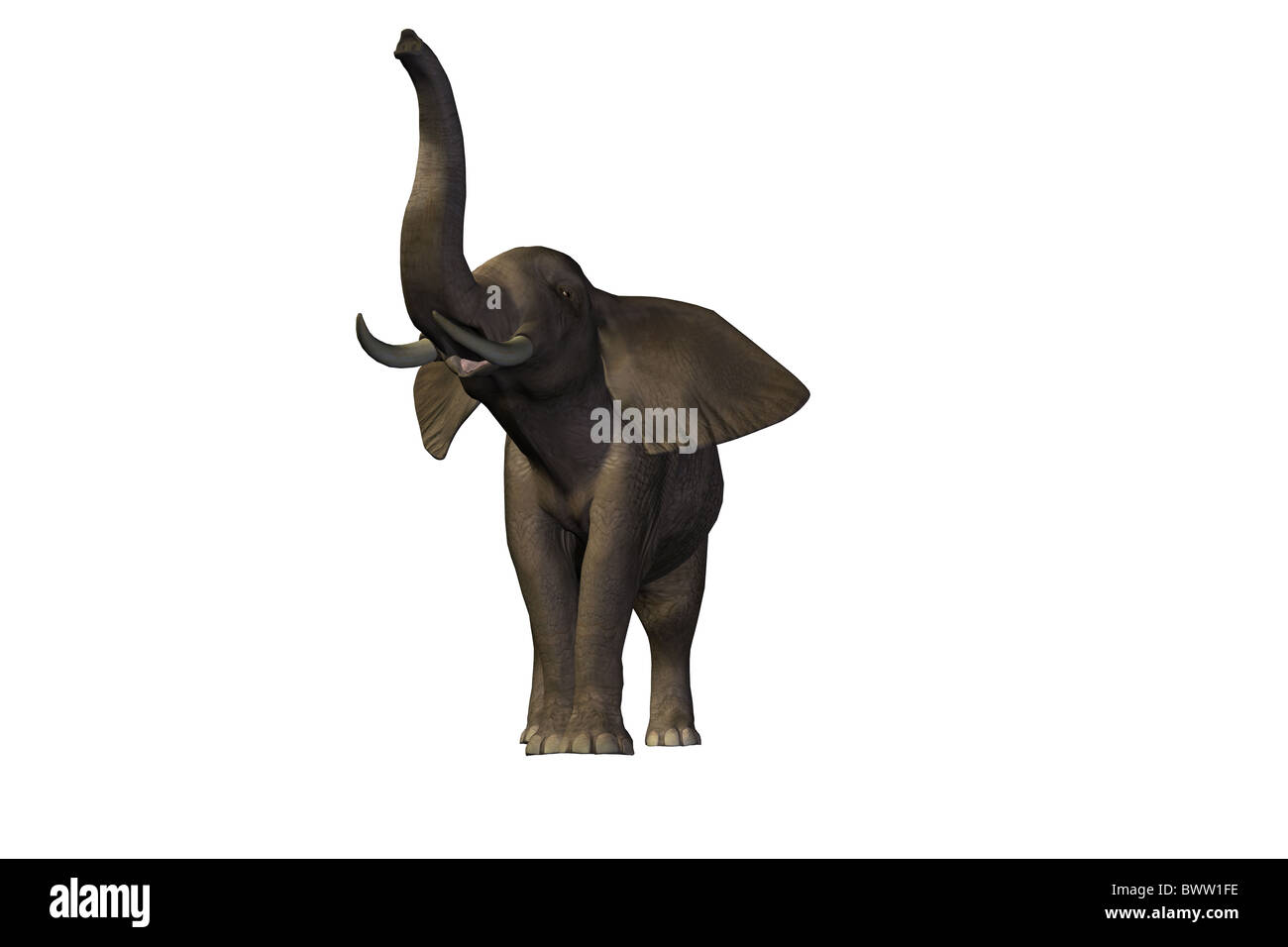 Elephant - Beautiful pachyderm male with enormous tusks. Stock Photo
