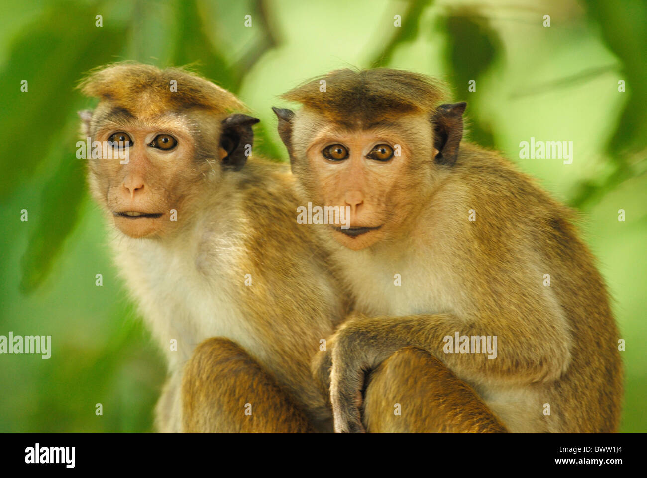 monkey monkeys primate primates mammal mammals animal animals macaque ...