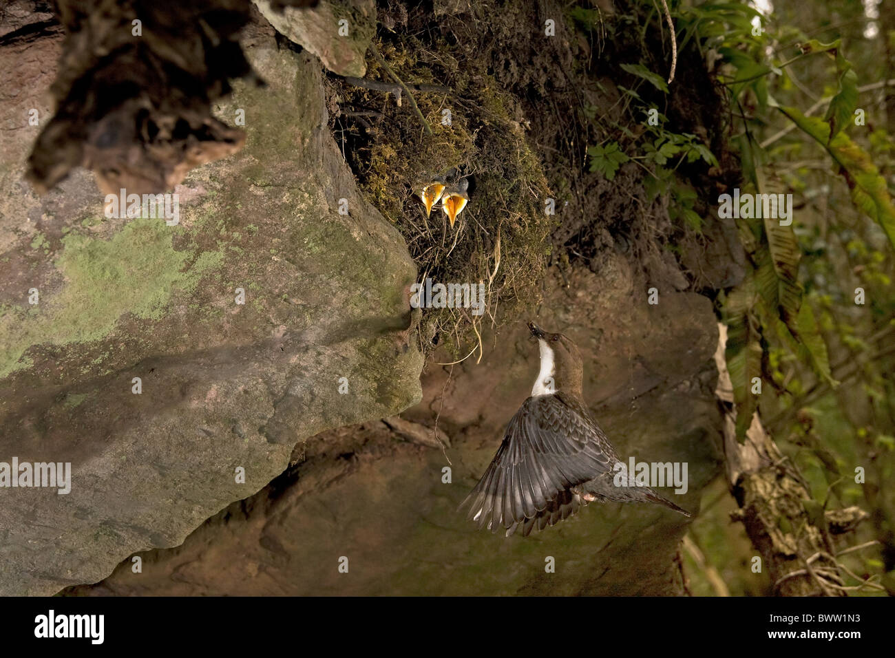 White-throated Dipper (Cinclus cinclus) adult, in flight, returning to nest to feed begging young, England, april Stock Photo